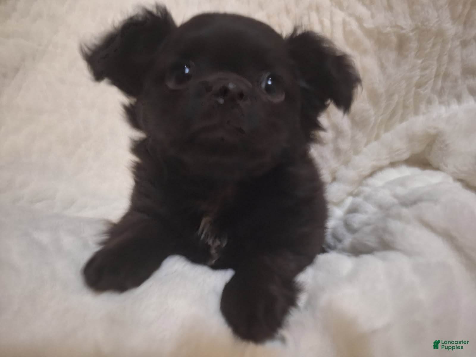 Chihuahua dogs Black Puppy - Ad 7