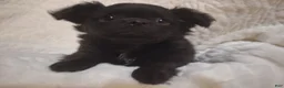 Chihuahua dogs for sale: Black Puppy - Ad 1