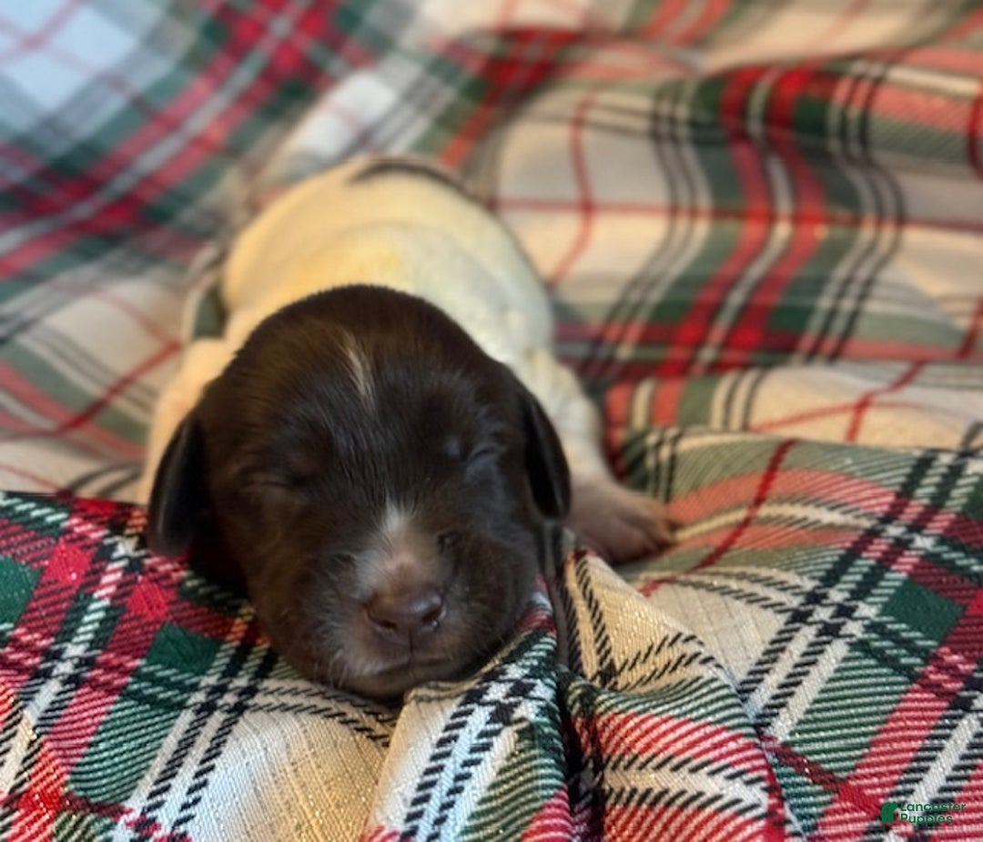 German Shorthaired Pointer dogs for sale: Willow  - Ad 2