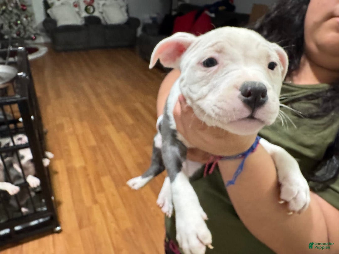 Gallery Image {{count}}