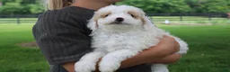 Mini Goldendoodle dogs for sale: Tulip - Ad 1