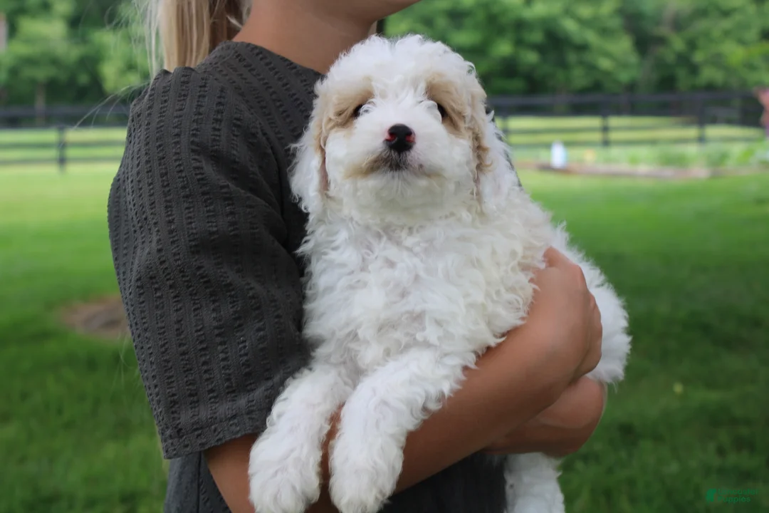 Mini Goldendoodle dogs for sale: Tulip - Ad 1