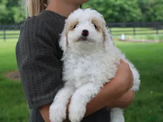 Mini Goldendoodle dogs Tulip - Ad 23