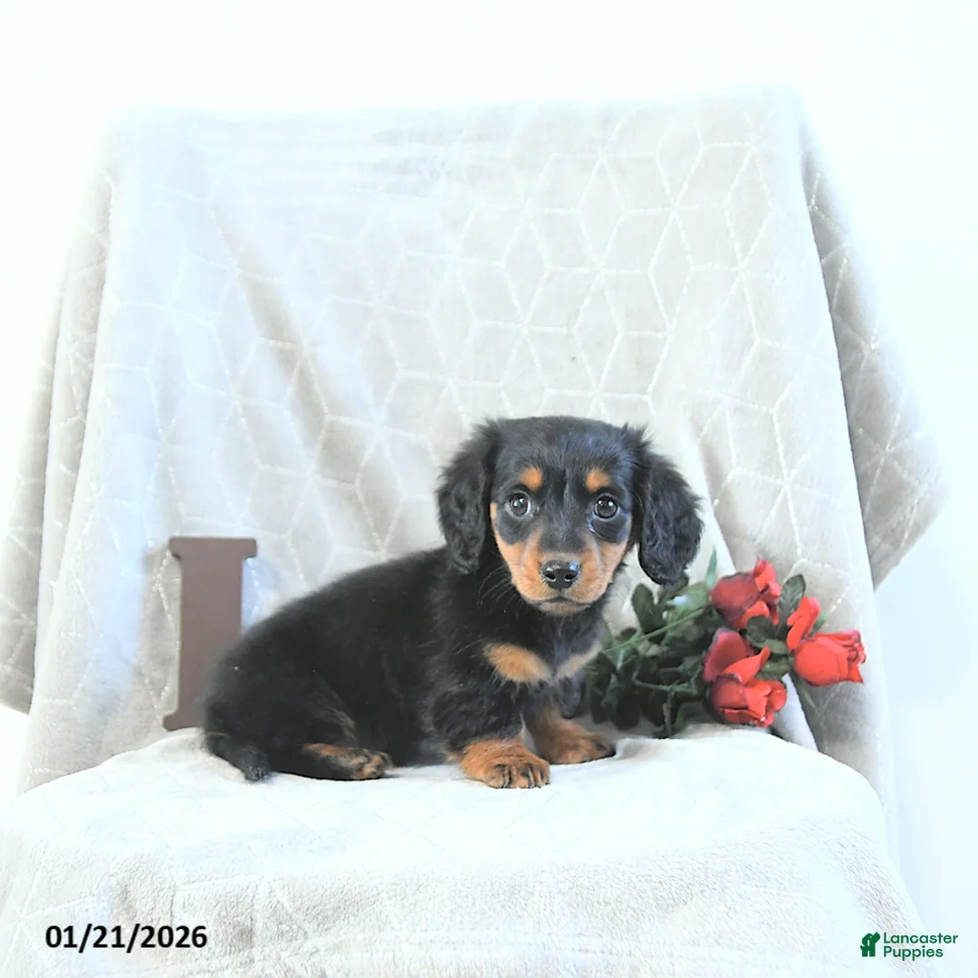 Miniature Dachshund dogs for sale: Milo - Ad 3