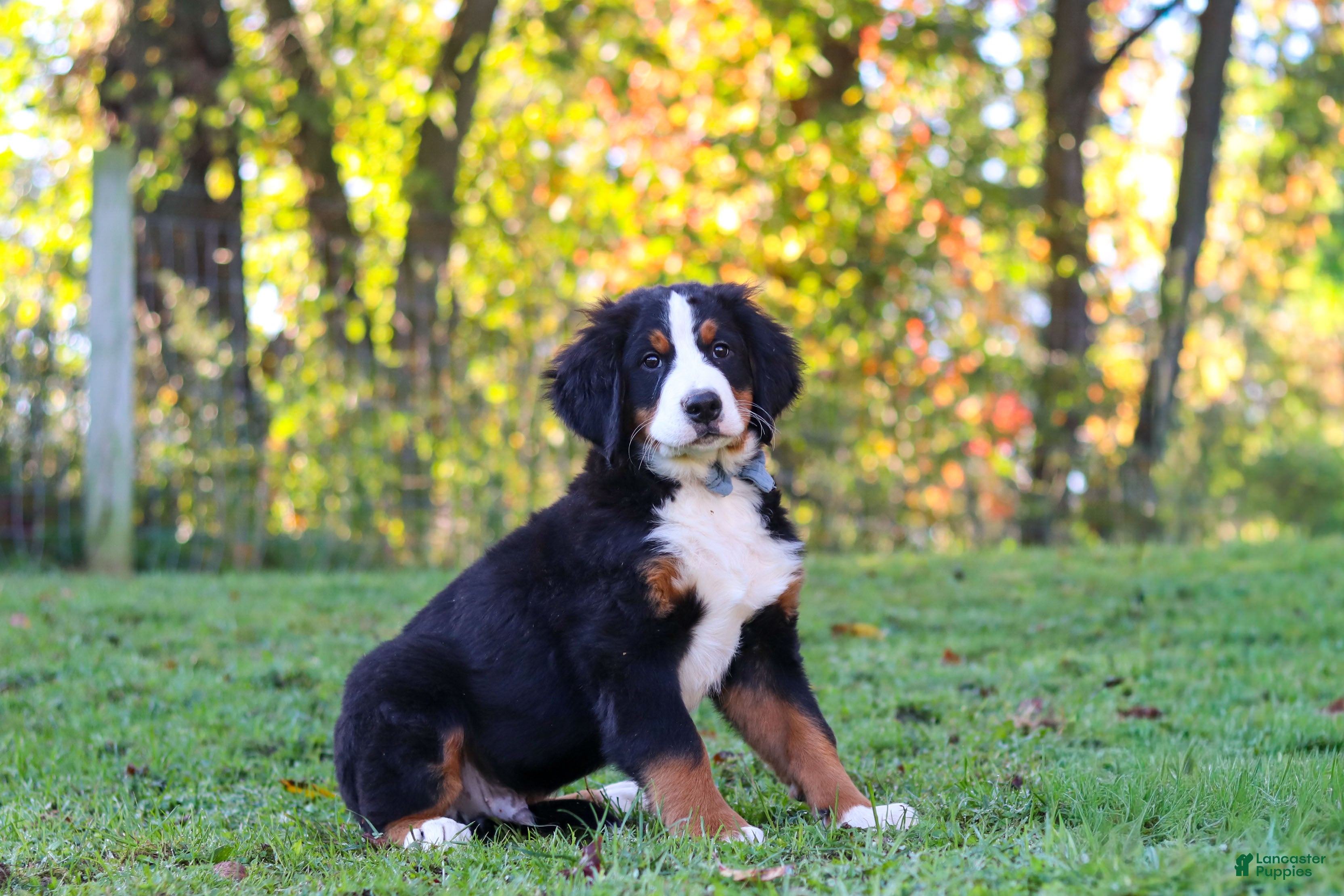 Bernese Mountain Dog dogs Sammy - Ad 2