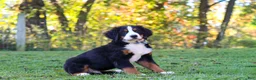 Bernese Mountain Dog dogs for sale: Sammy - Ad 2