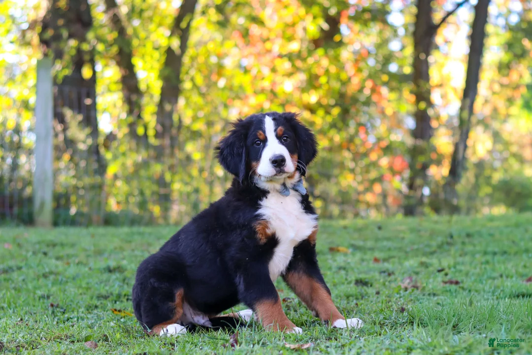 Bernese Mountain Dog dogs for sale: Sammy - Ad 2