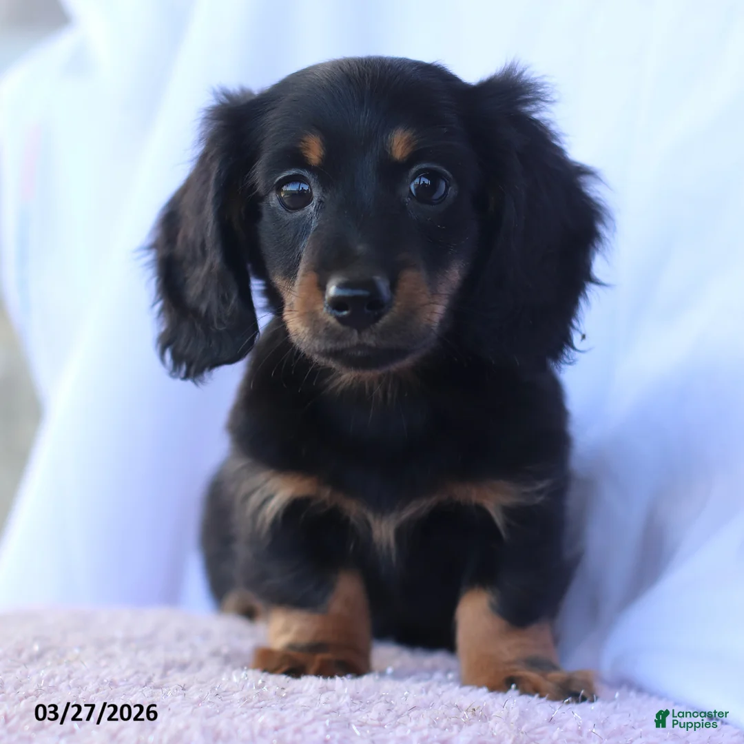 Miniature Dachshund dogs for sale: Stevie - Ad 1