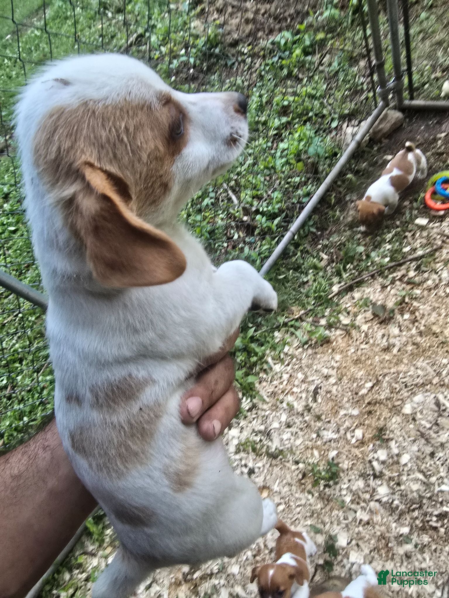 Jack Russell Terrier dogs Jack Russell Terrier 5 - Ad 1