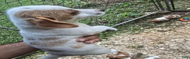 Jack Russell Terrier 5