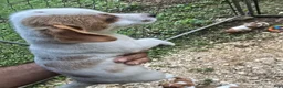 Jack Russell Terrier dogs for sale: Jack Russell Terrier 5 - Ad 1