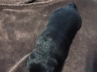 Mixed Breed dogs Mixed Breed Puppy 8 - Ad 6