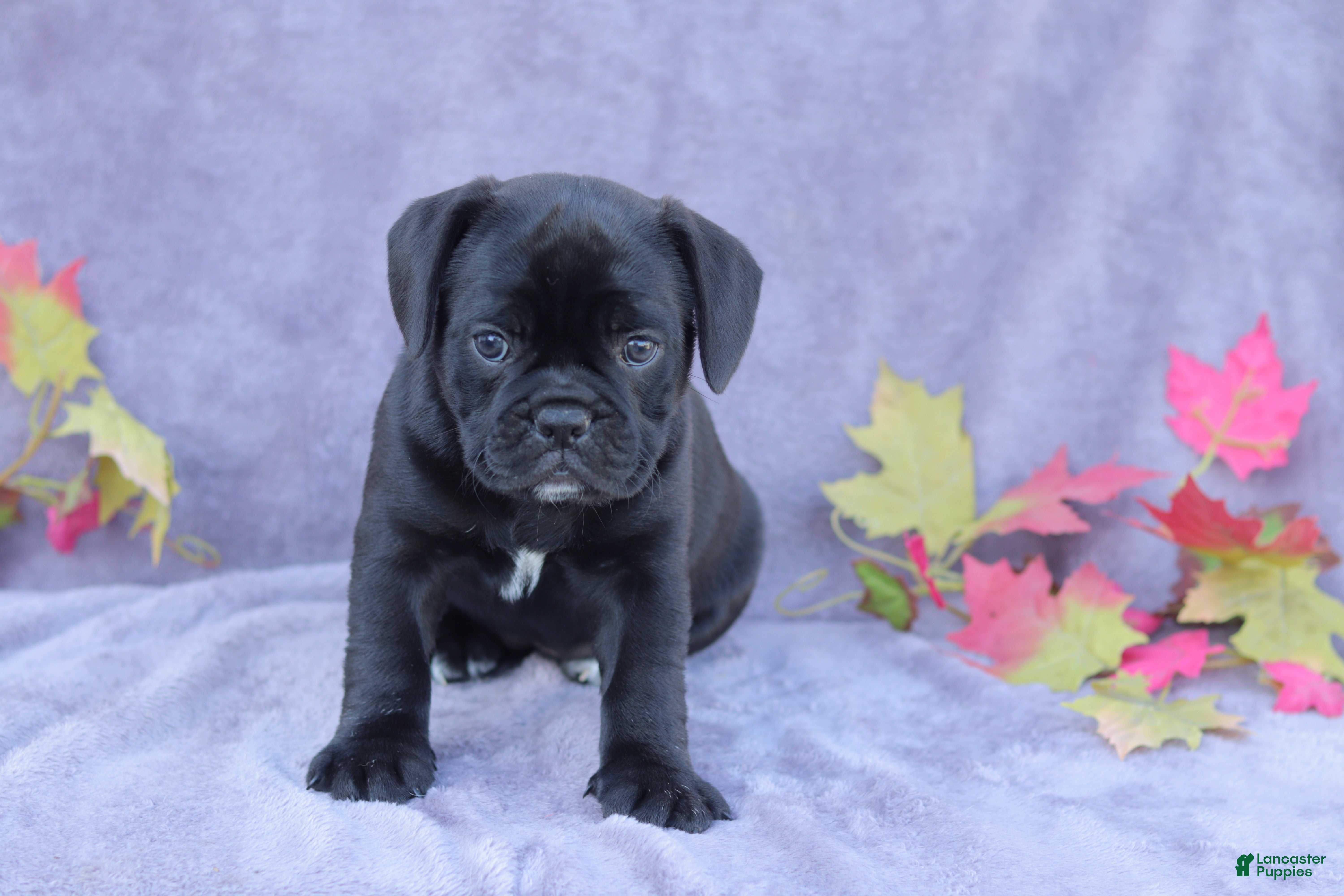 Mixed Breed dogs for sale: Zoe - Ad 4