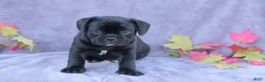 Zoe