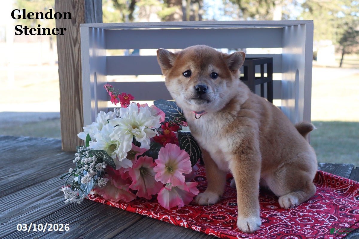 Shiba Inu dogs Irita - Ad 2