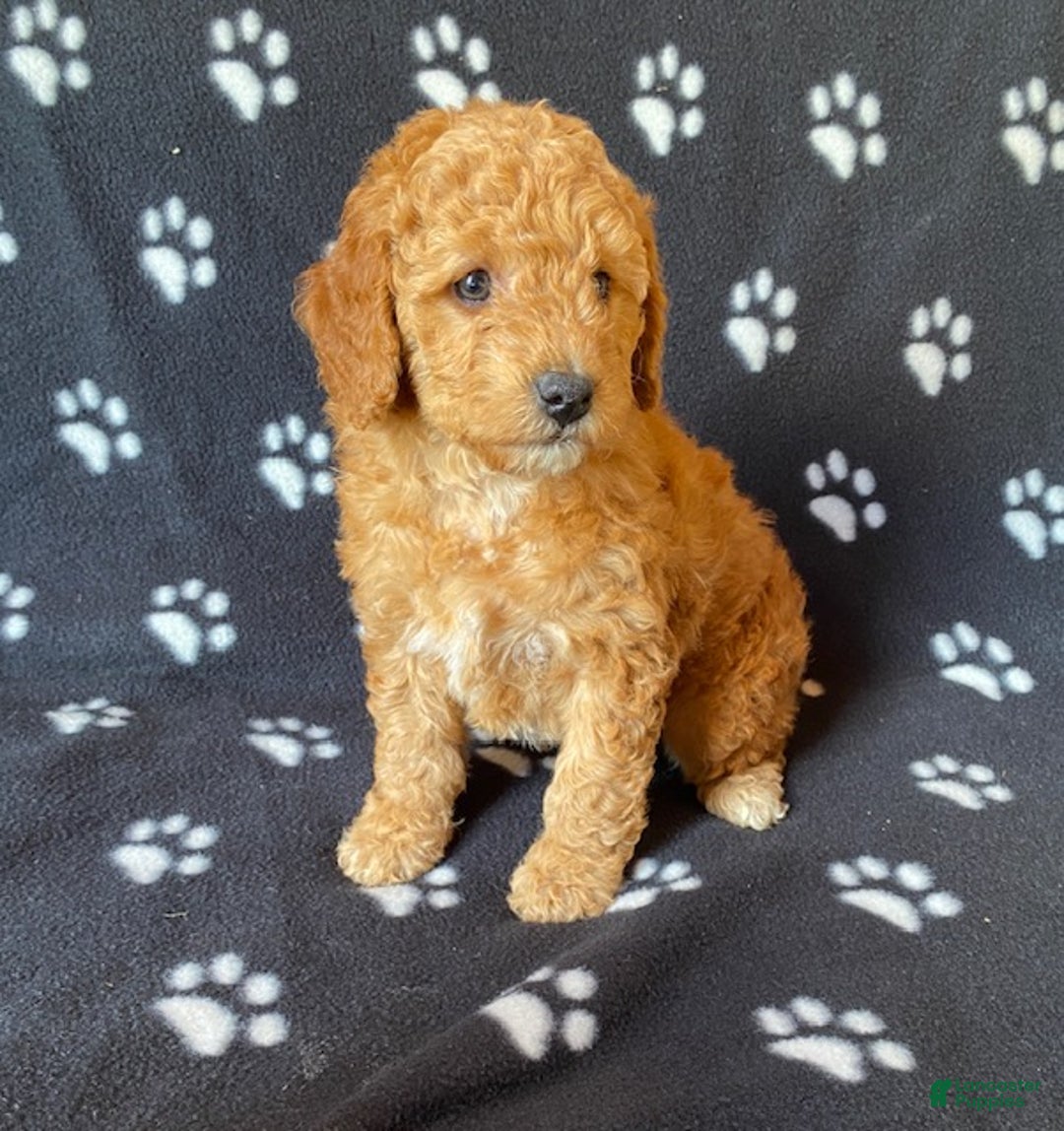 Mini Goldendoodle dogs for sale: Lucas - Ad 1