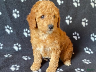 Mini Goldendoodle dogs Lucas - Ad 40