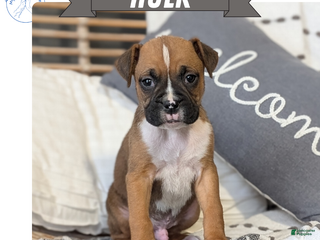 Boxer dogs Hulk - Ad 7