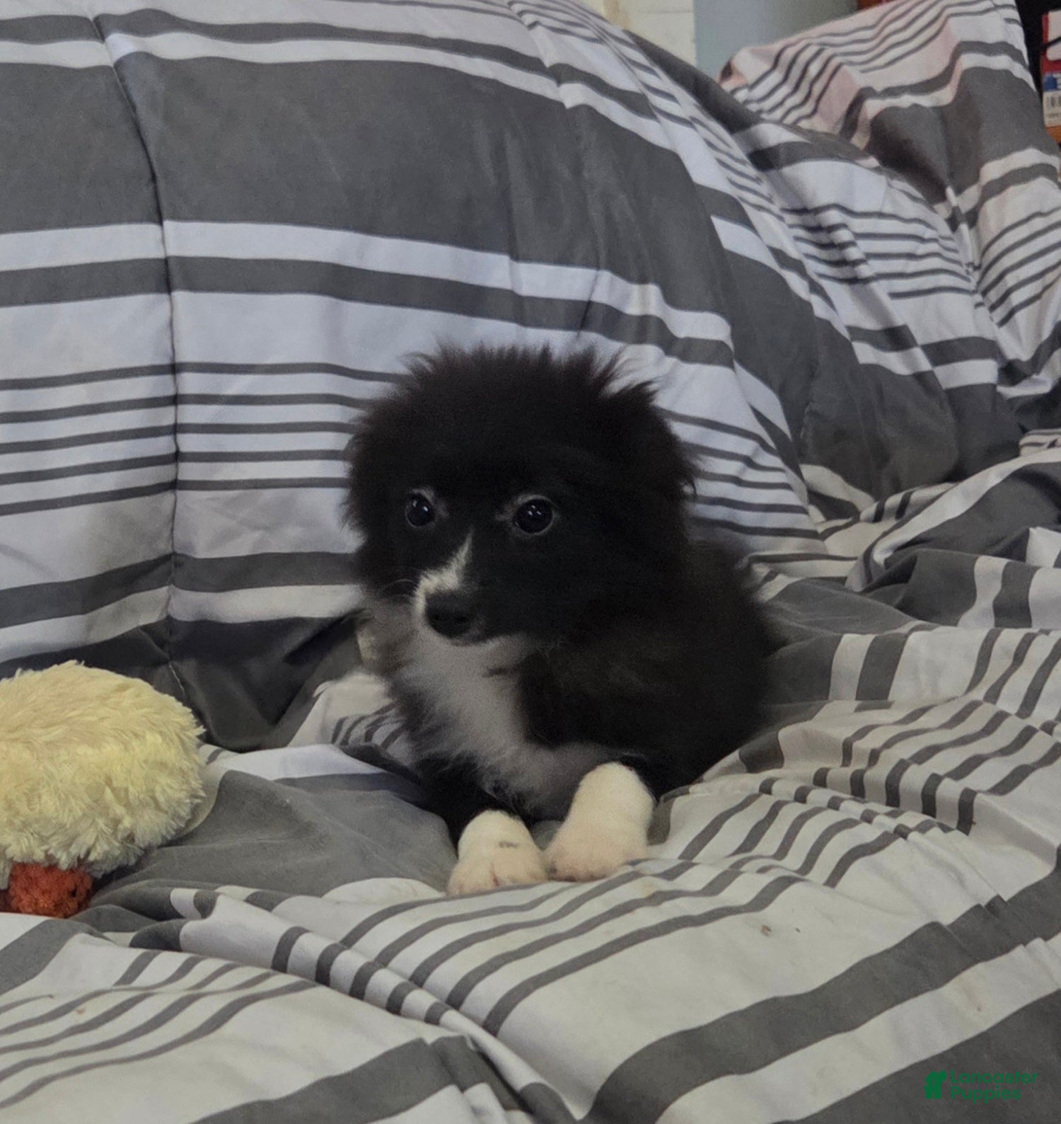 Pomeranian dogs Nomad - Ad 39