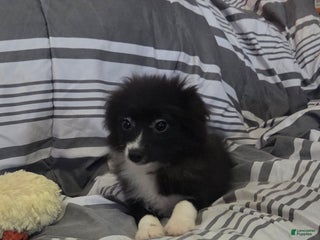 Pomeranian dogs Nomad - Ad 30