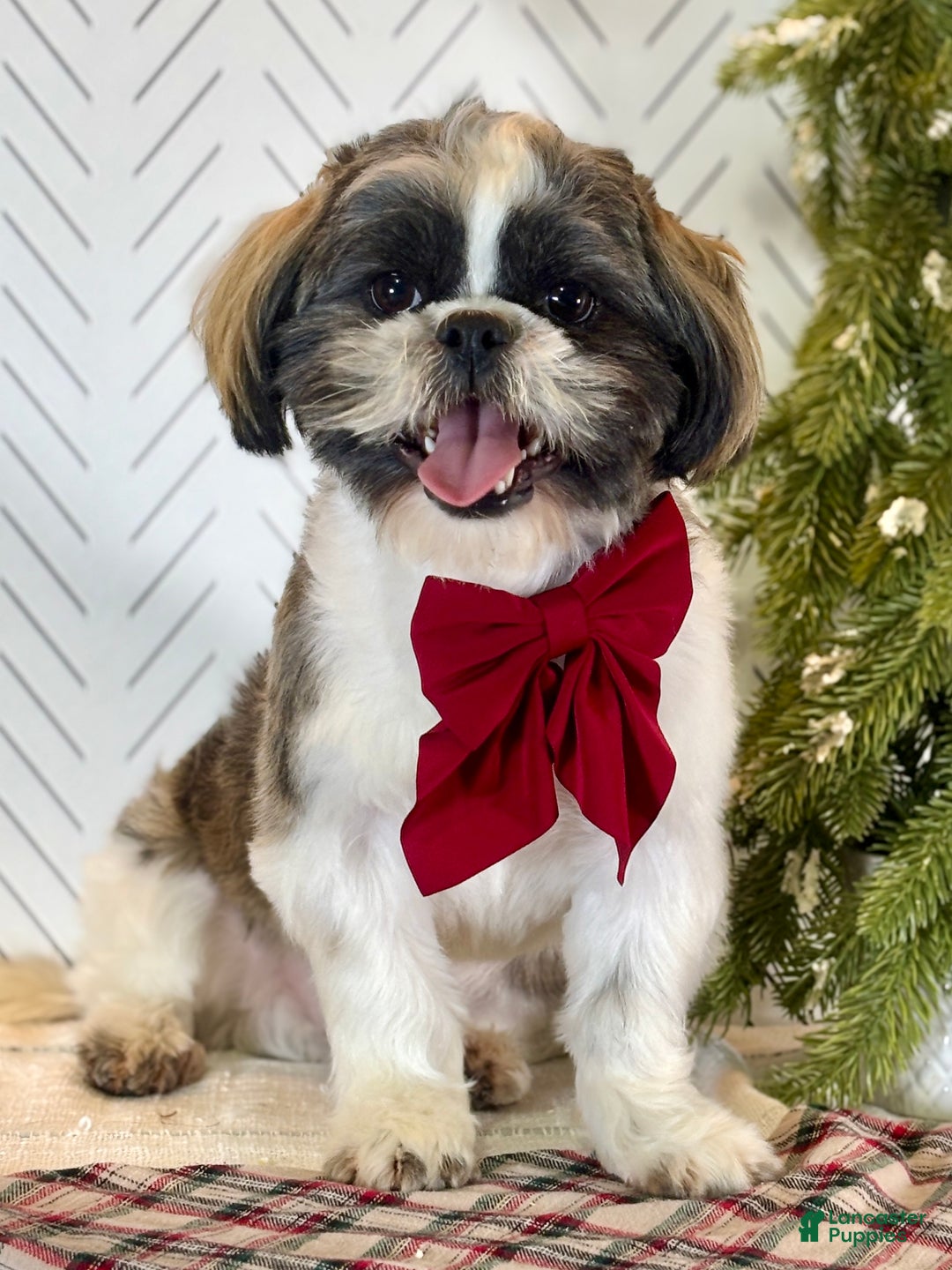 Shih Tzu dogs for sale: Salsa - Ad 1