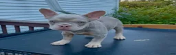 French Bulldog dogs for sale: Hera - Ad 7
