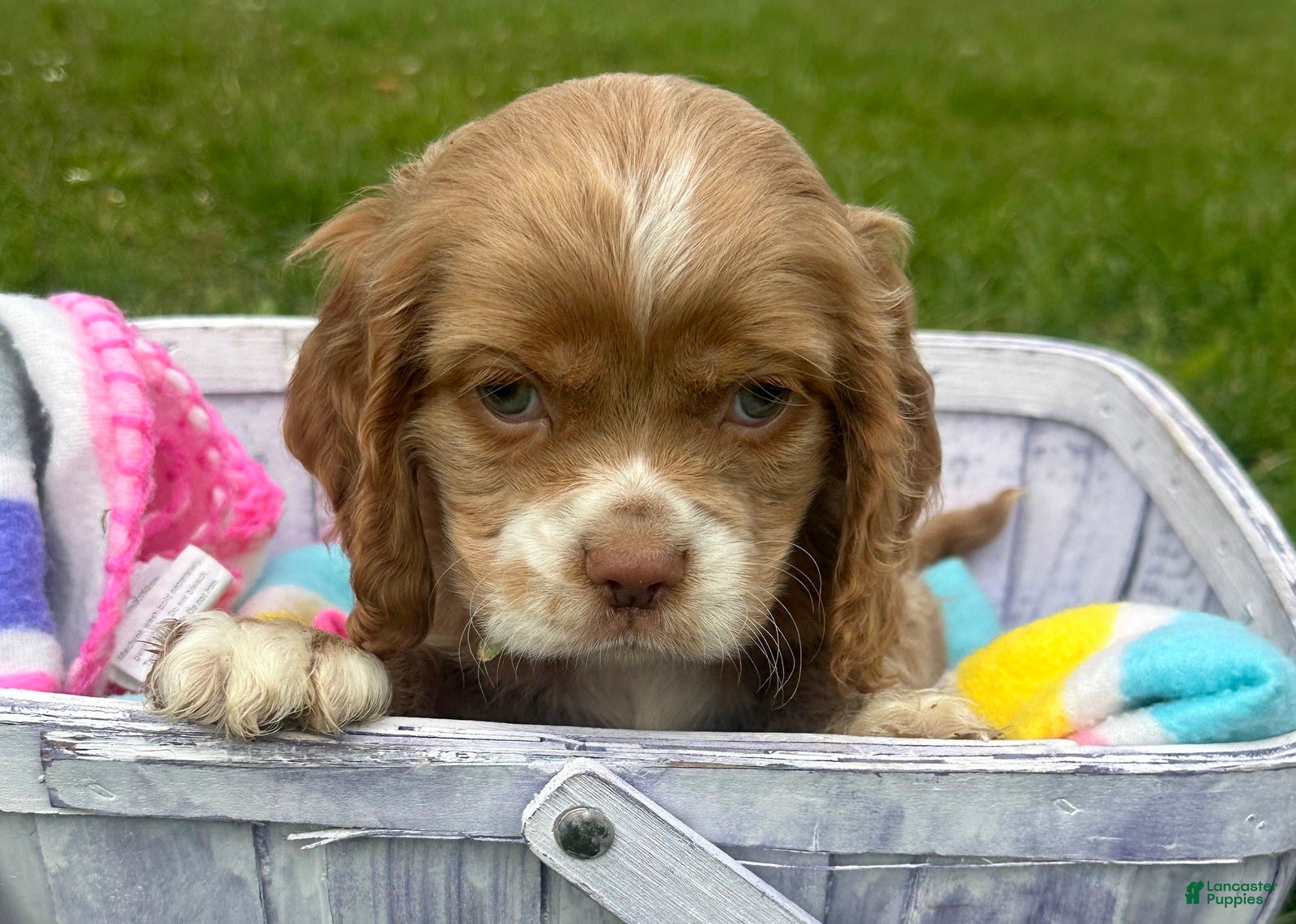 Cockapoo dogs Cockapoo Charlie - Ad 23