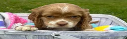 Cockapoo dogs for sale: Cockapoo Charlie - Ad 1