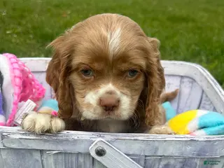 Cockapoo dogs Cockapoo Charlie - Ad 23