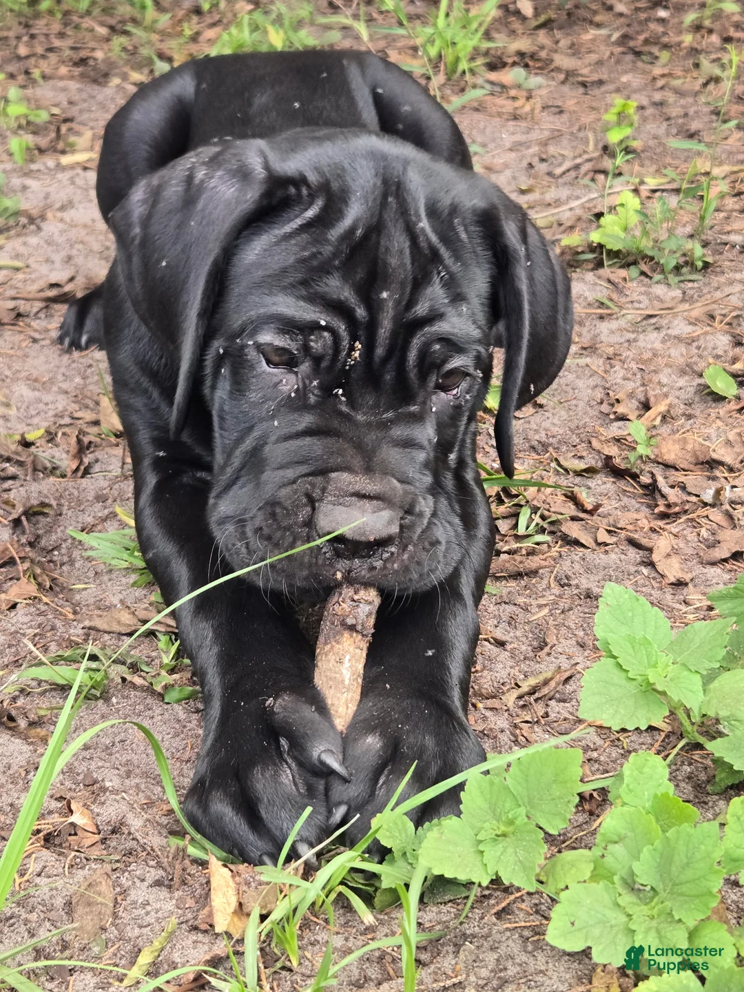 Cane Corso dogs for sale: Cane Corso Puppy 2 - Ad 2