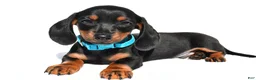 Miniature Dachshund dogs for sale: Patrick - Ad 1