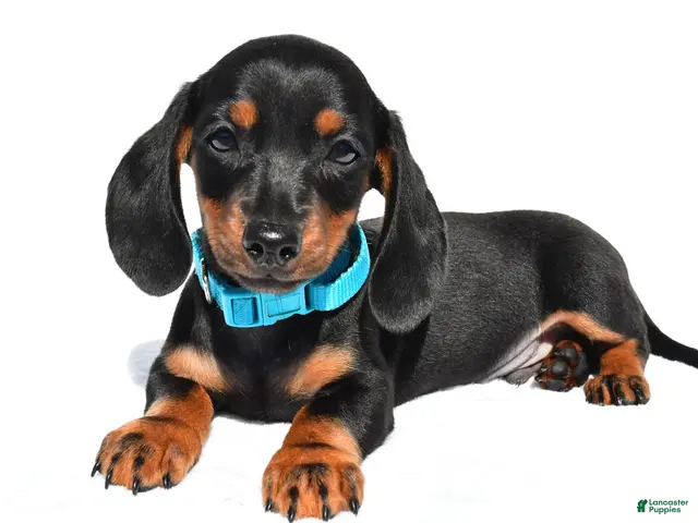 Miniature Dachshund dogs for sale: Patrick - Ad 1