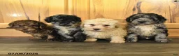 Miniature Poodle dogs for sale: Aden - Ad 5