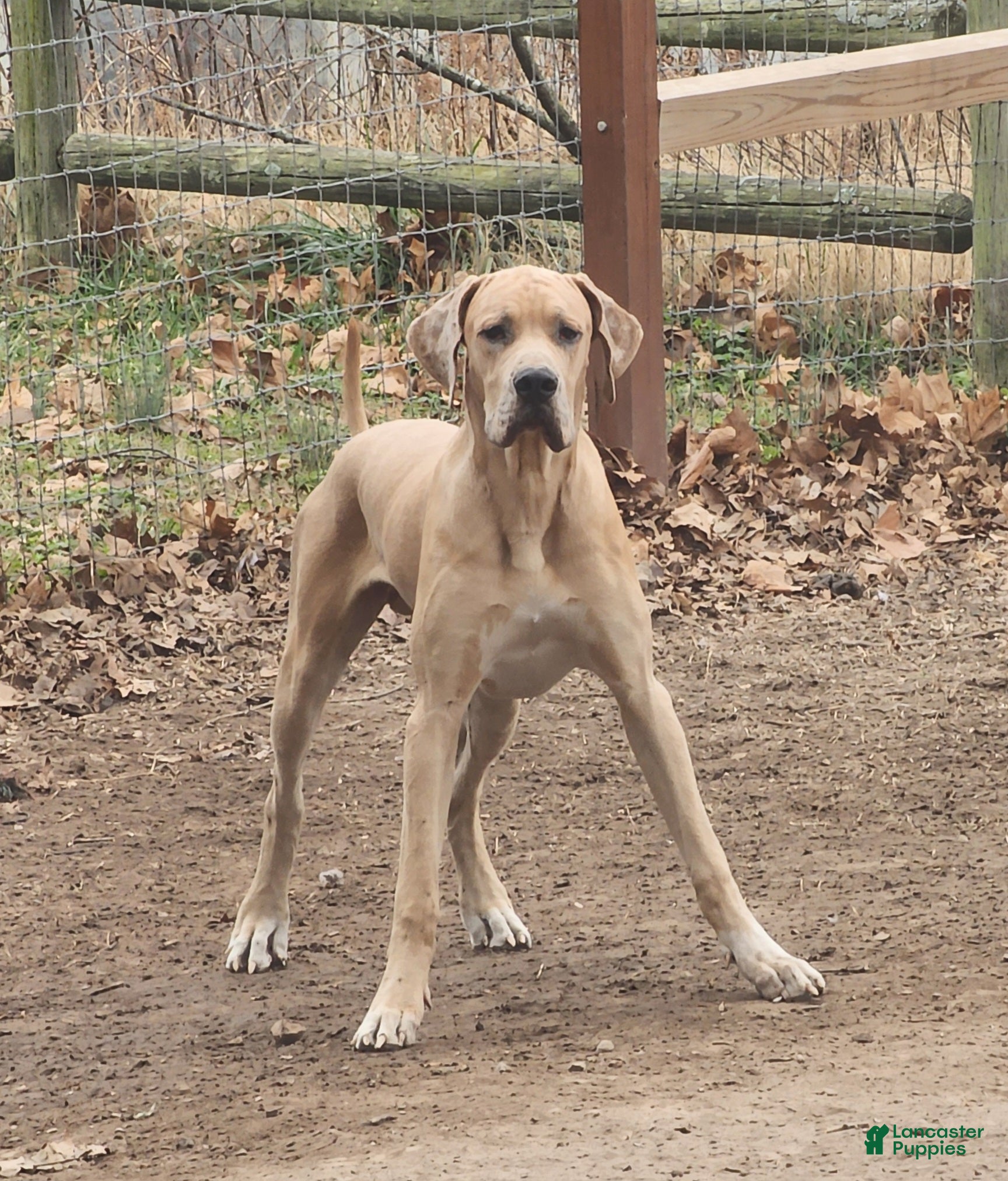 Great Dane dogs Great Dane Puppy 1 - Ad 11