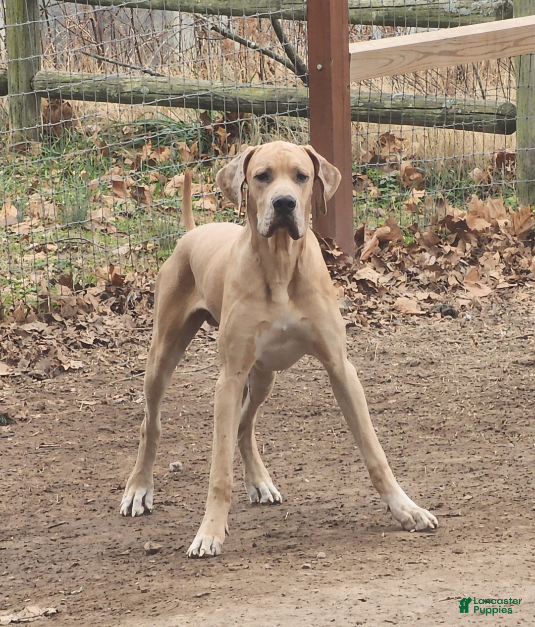 Great Dane dogs for sale: Great Dane Puppy 1 - Ad 1