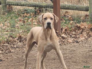 Great Dane dogs Great Dane Puppy 1 - Ad 10