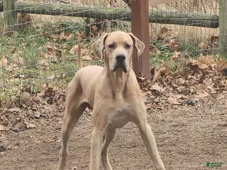 Great Dane dogs Great Dane Puppy 1 - Ad 12