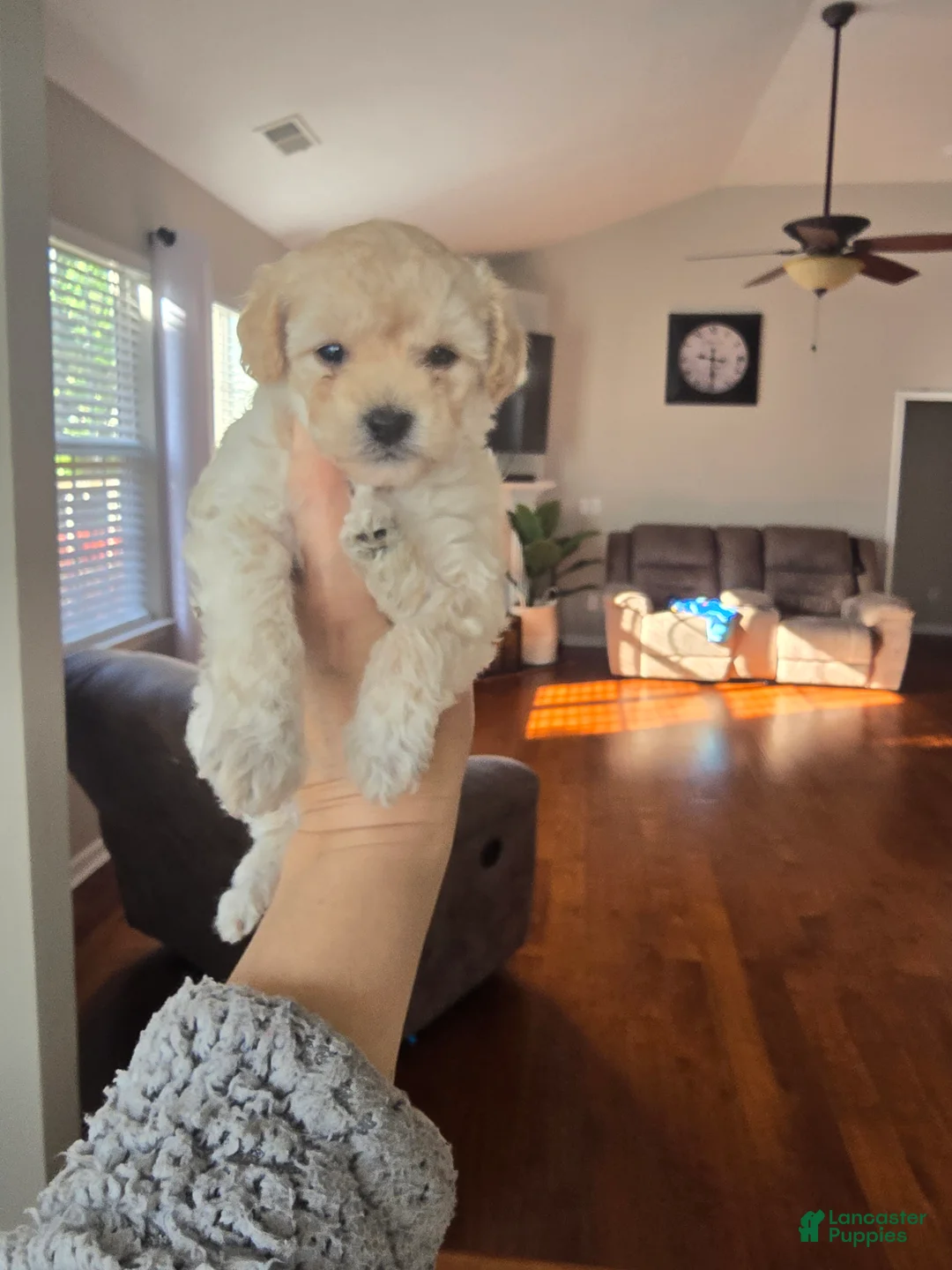 Maltipoo dogs for sale: Maltipoo Puppy 4 - Ad 2