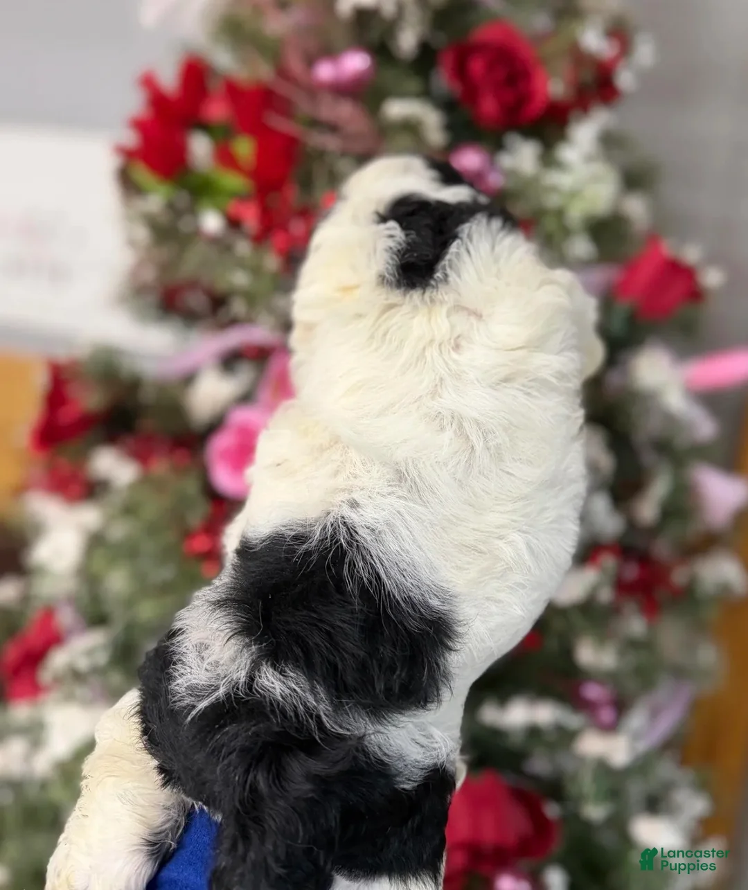 Cocker Spaniel dogs for sale: Cocker Spaniel Puppy 1 - Ad 2