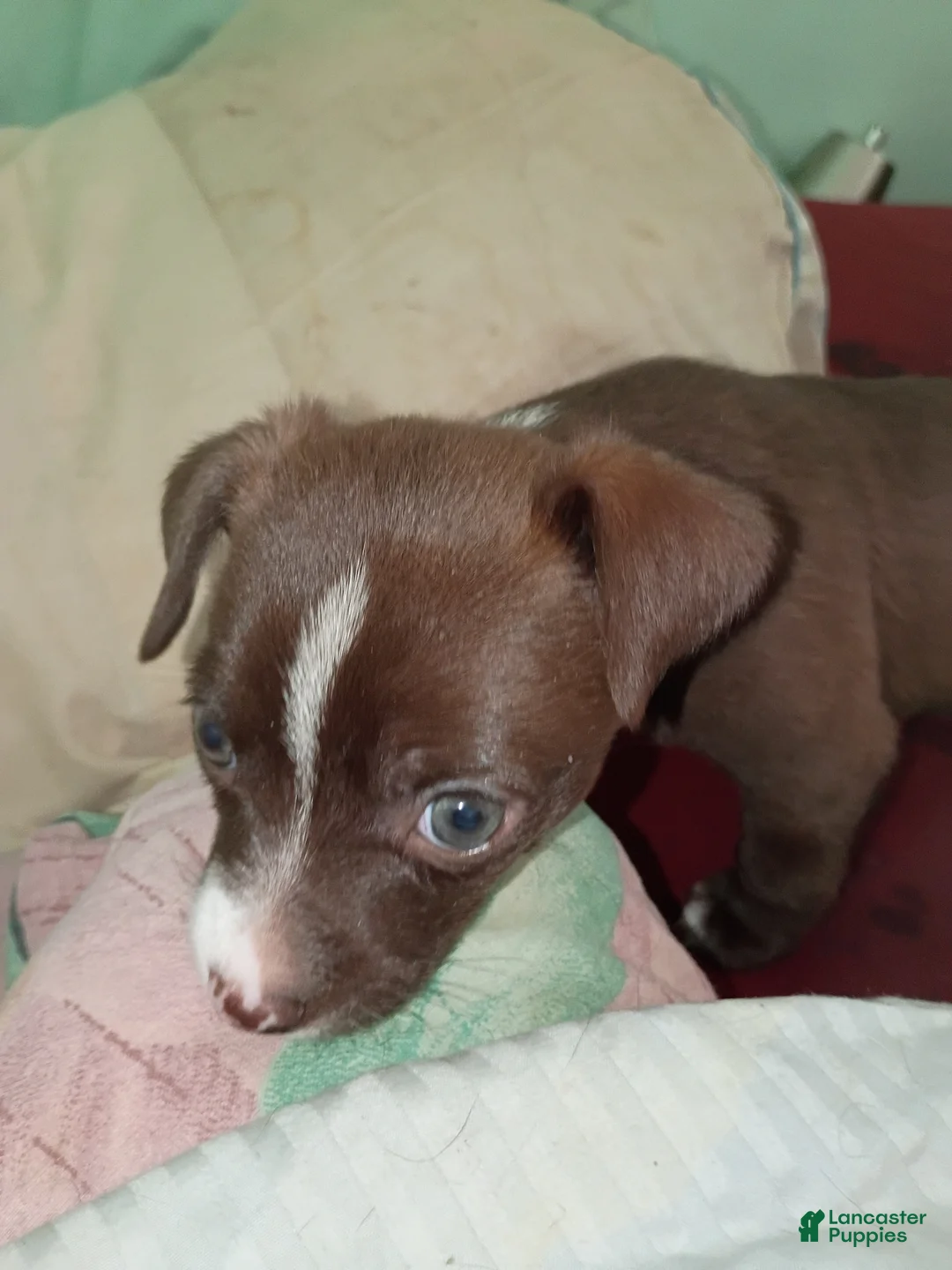 Mixed Breed dogs for sale: Mixed Breed 3 - Ad 1
