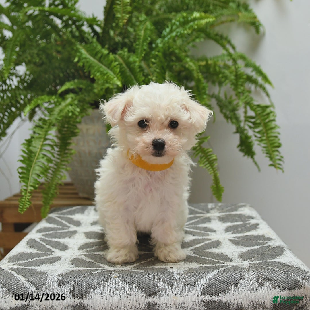 Bichon Frise dogs for sale: Stella - Ad 3