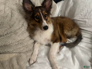 Shetland Sheepdog dogs Shetland Sheepdog Puppy - Ad 21