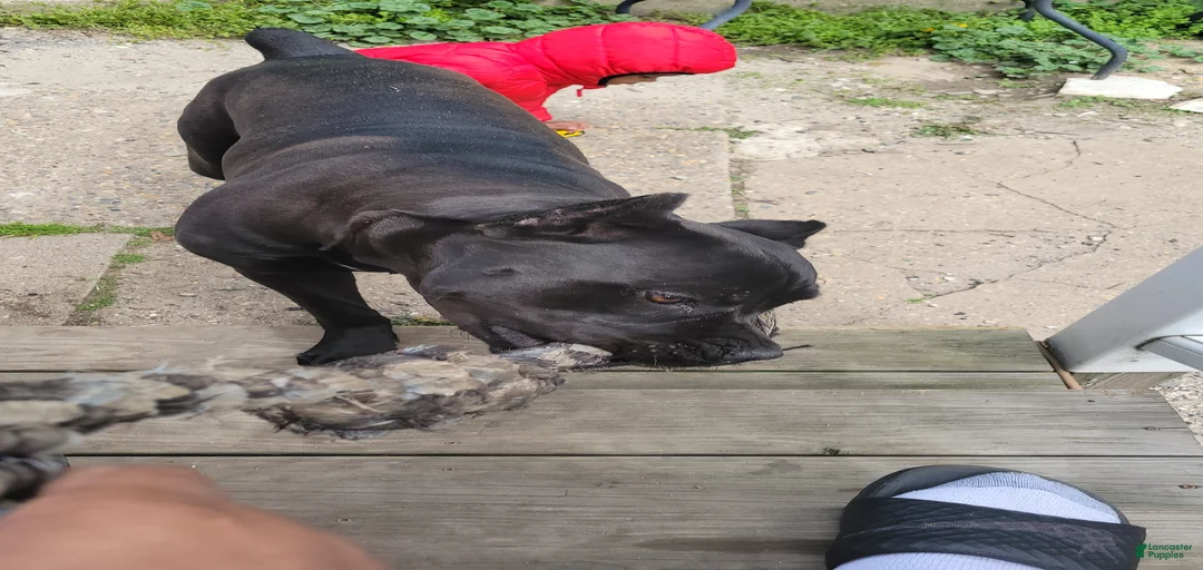 Gallery Image {{count}}