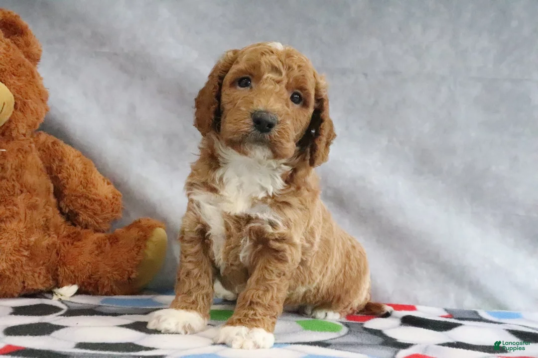 Mini Goldendoodle dogs for sale: Carlos - Ad 1