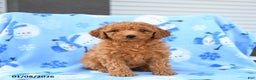 Mini Goldendoodle dogs for sale: Wicker - Ad 2