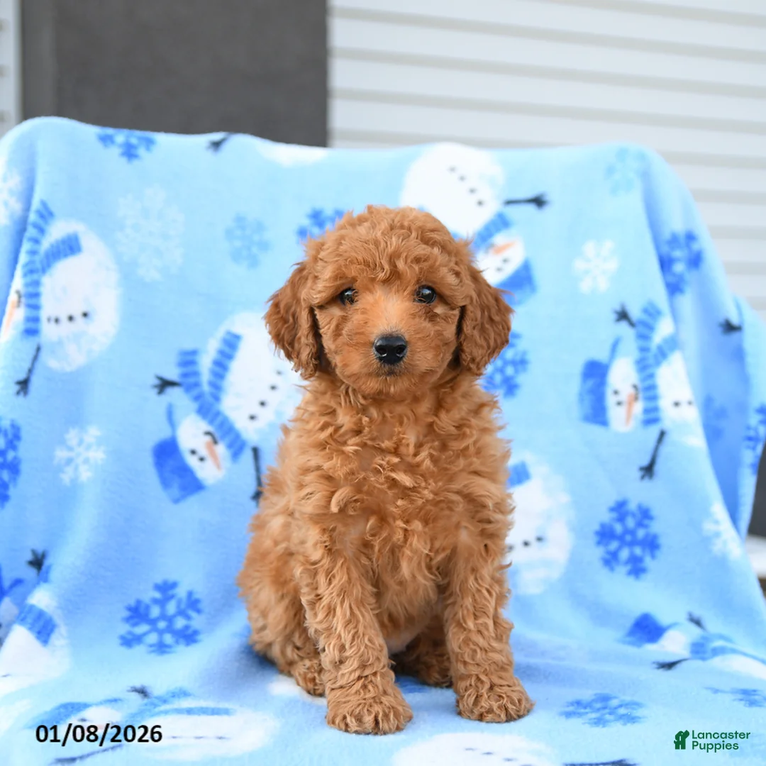 Mini Goldendoodle dogs for sale: Wicker - Ad 2