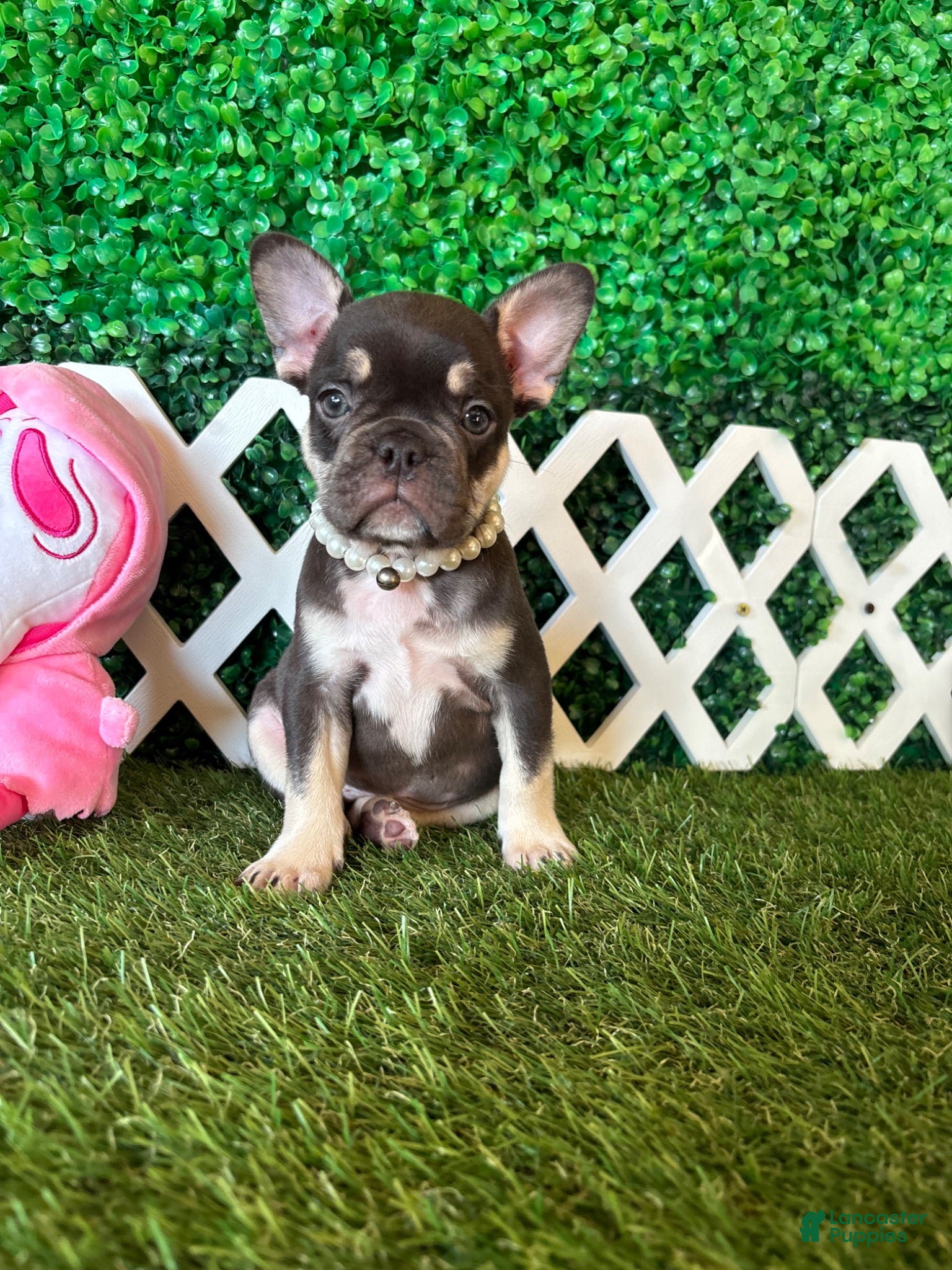 French Bulldog dogs French Bulldog 3 - Ad 2