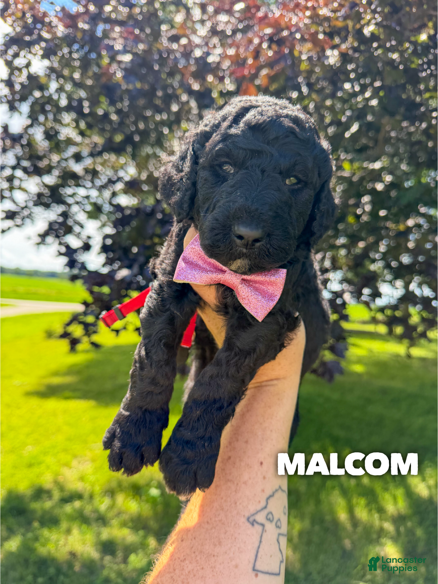 Goldendoodle dogs Malcom - F1b - Ad 1