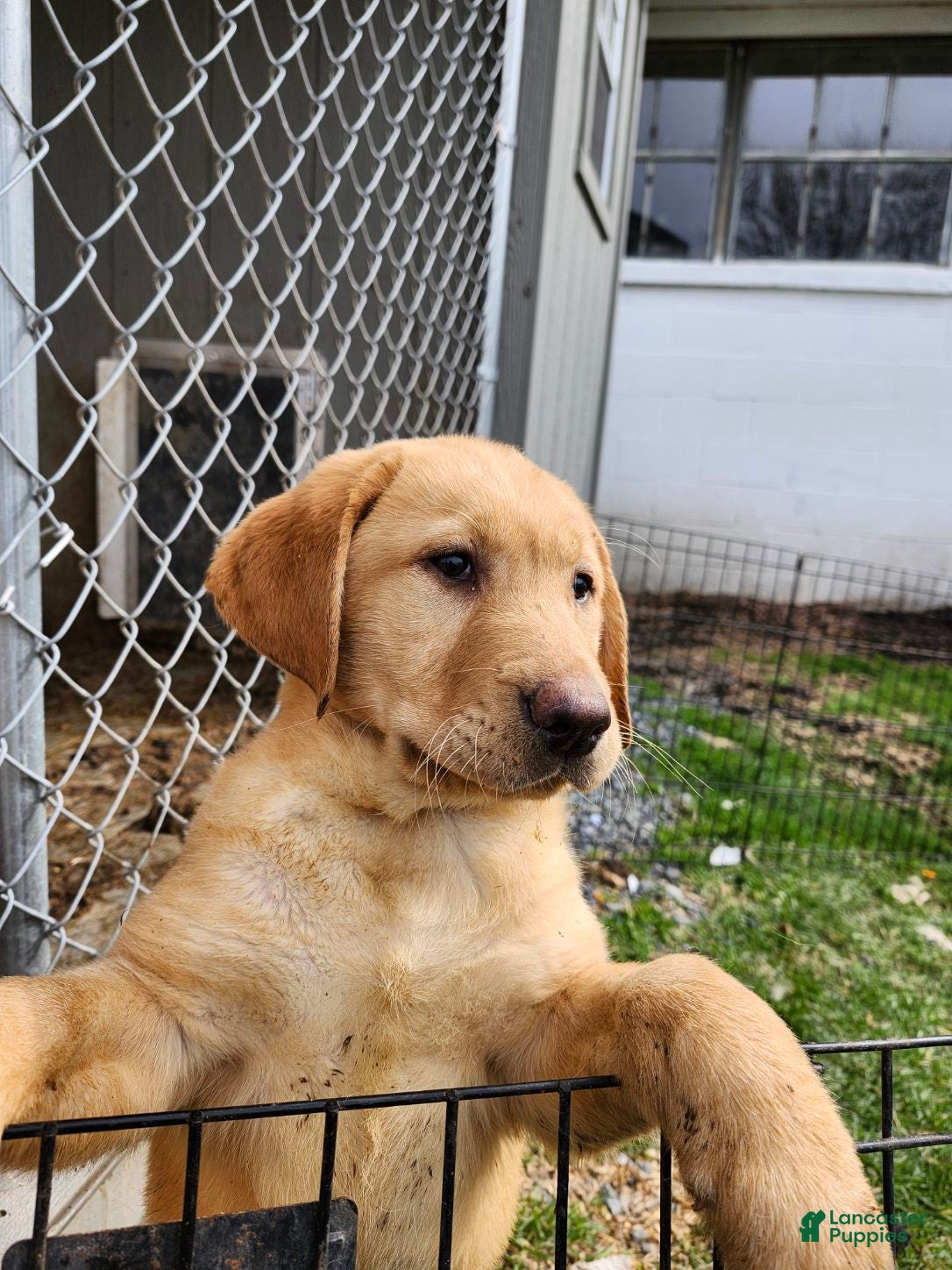 Labrador Retriever dogs Barkley - Ad 2