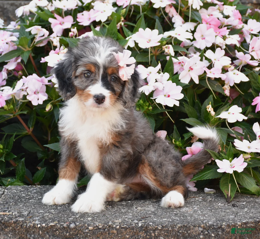 Mini Bernedoodle dogs for sale: Bubbles - Ad 2